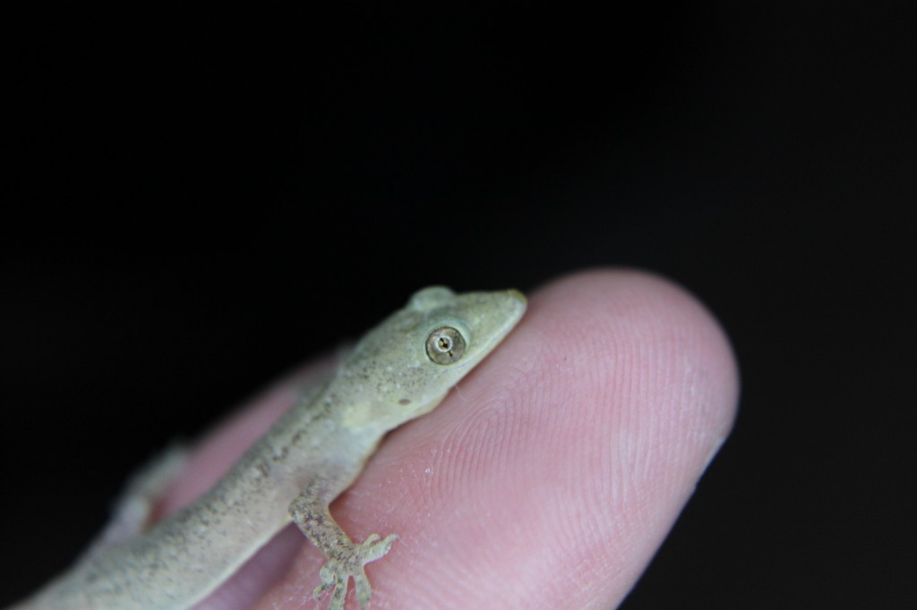 gecko