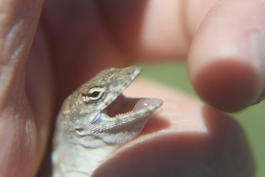 brown anole bares teeth