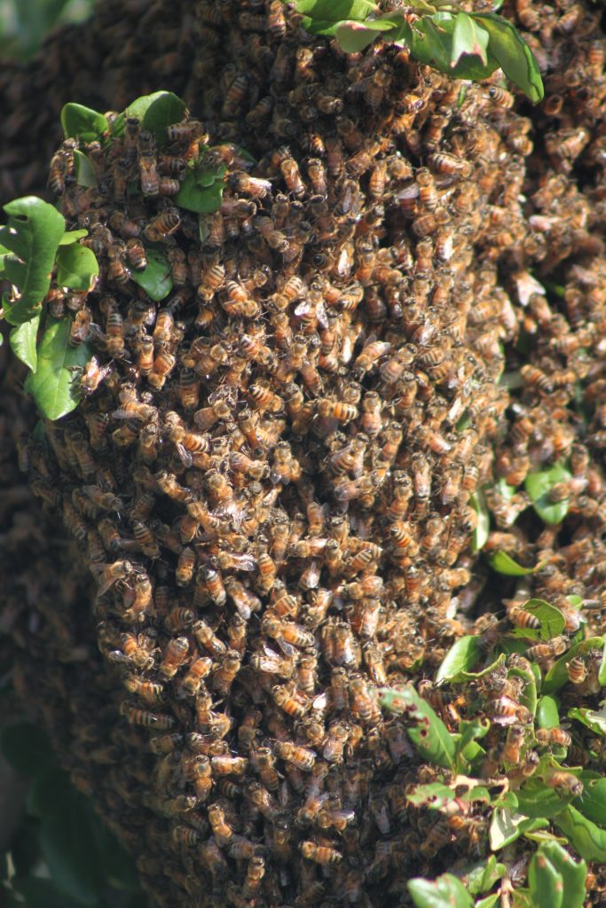 swarm of bees