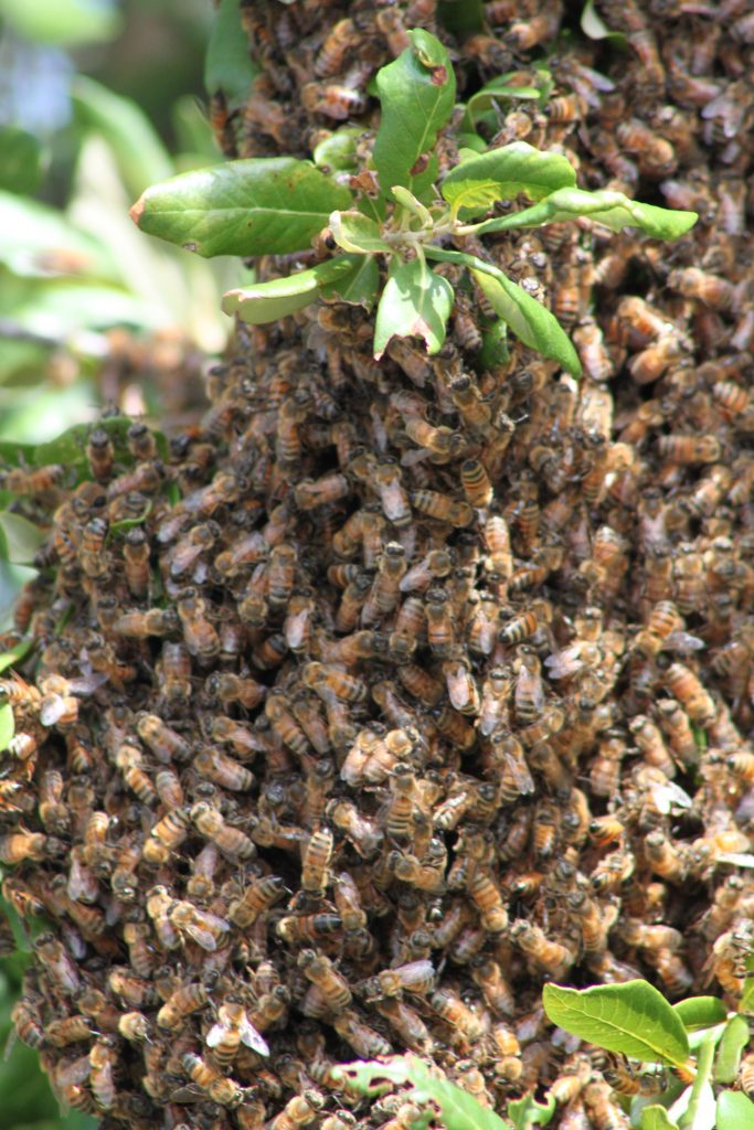 swarm of bees