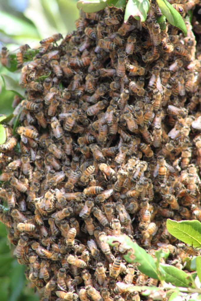 swarm of bees